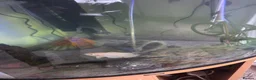 Other/Mixed Breed fish for sale: Mixed tropical fish  in Wigan - Advert 9