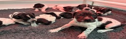 Pointer dogs for sale: English Pointer Puppies available 8th January  - Advert 3
