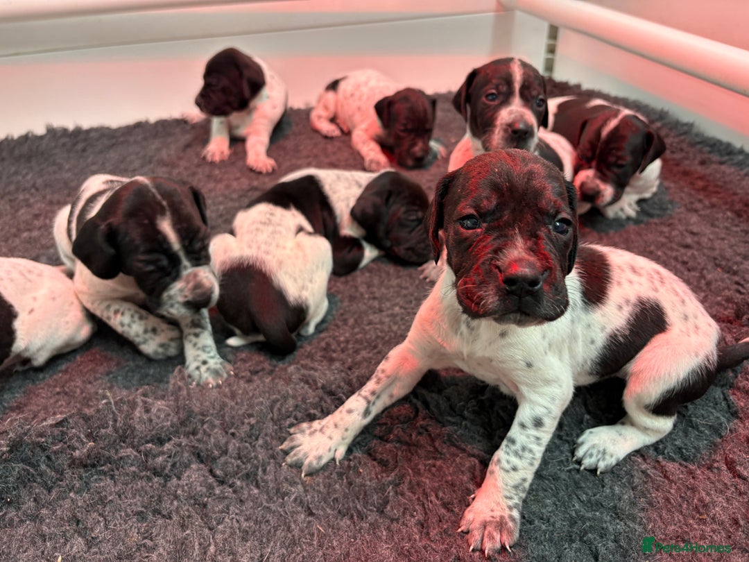Pointer dogs for sale: English Pointer Puppies available 8th January  - Advert 3
