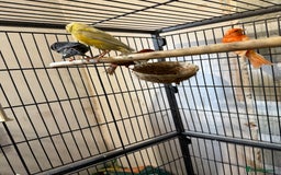 Canaries birds for sale: Canary’s  - Image 1