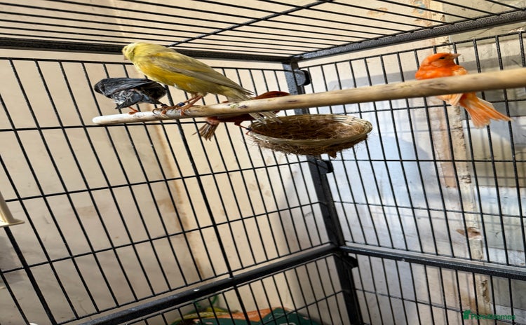 Canaries birds - Advert 14