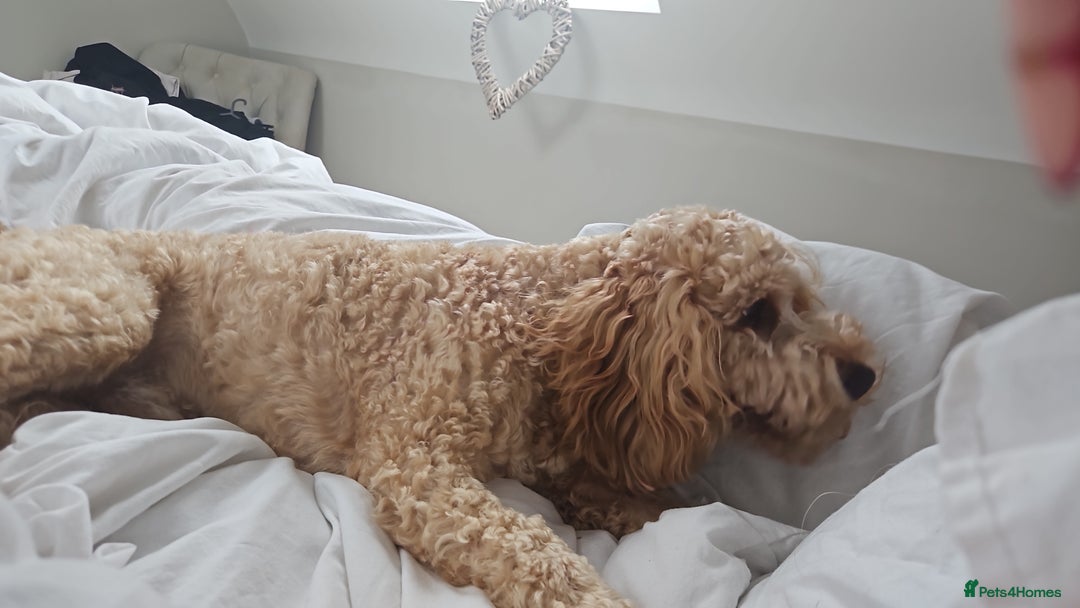 Cockapoo dogs for sale: Teddy / Ted / Tedwyn 🧸   - Image 11