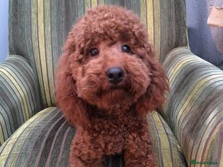 Poodle dogs Miniature Poodle stud dog fox red in Hockley - Advert 9