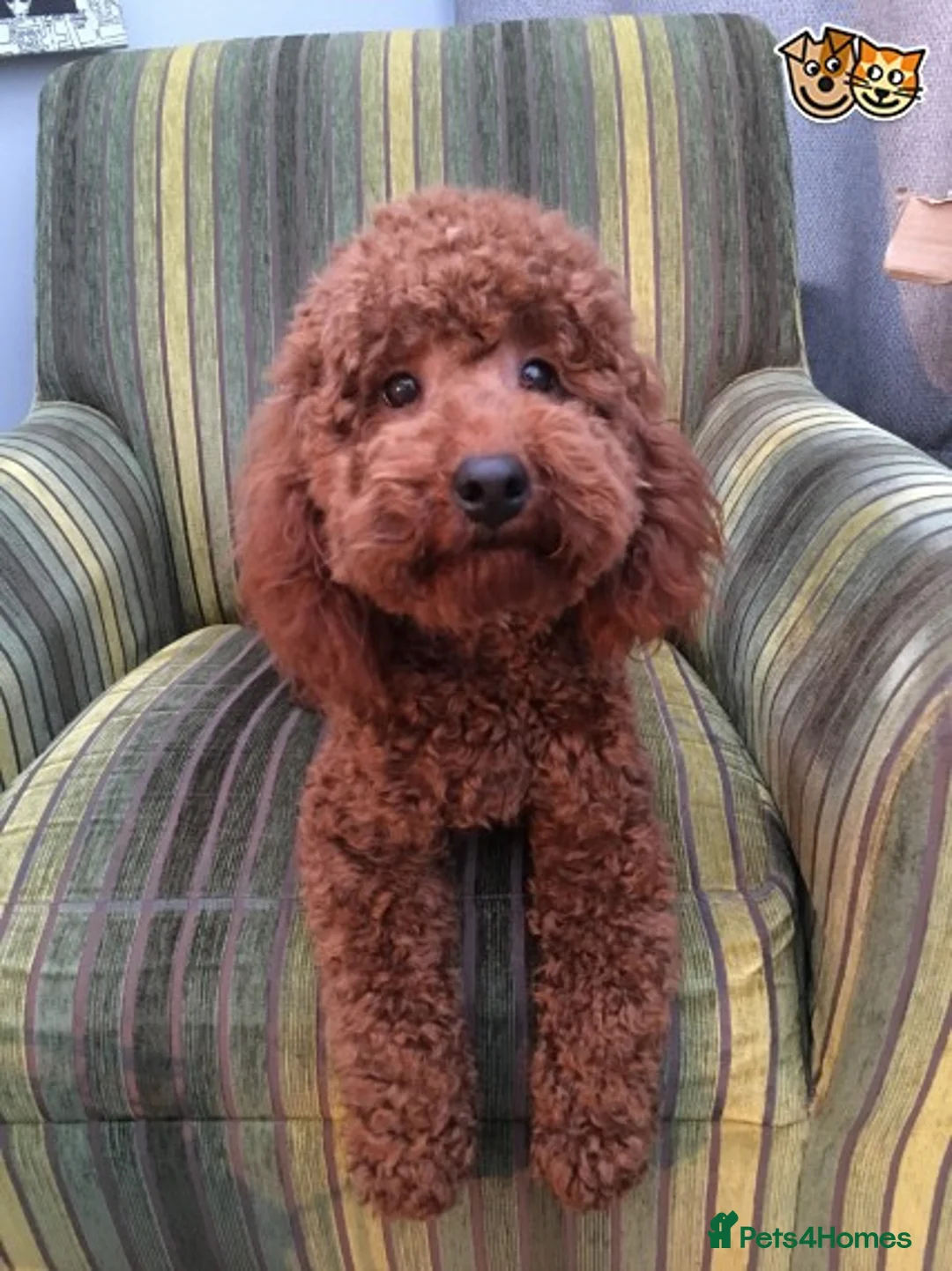 Poodle dogs for stud: Miniature Poodle stud dog fox red in Hockley - Advert 1