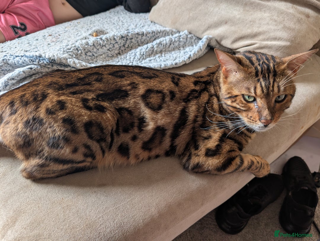 Bengal cats for sale: Full Bengal Kitten and ginger kitten for sale - Image 8