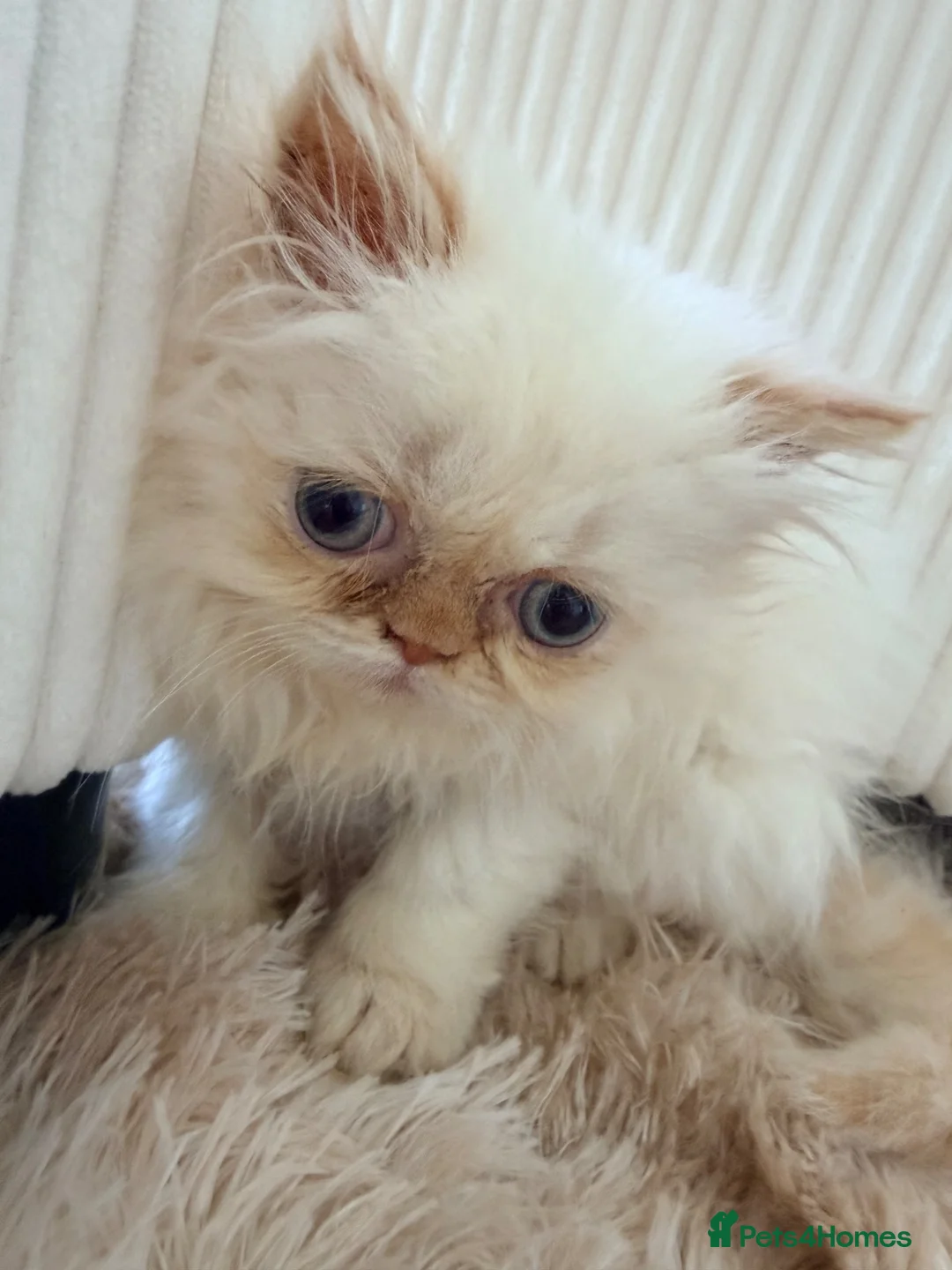 Persian cats for sale: Exotic long haired Persian kittens  in Bolton - Advert 2