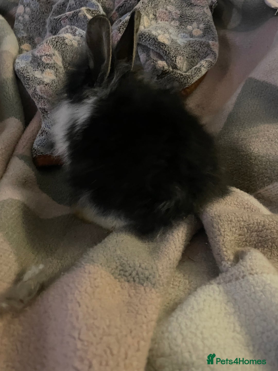 Lionhead rabbits for sale: bunnies - Advert 9