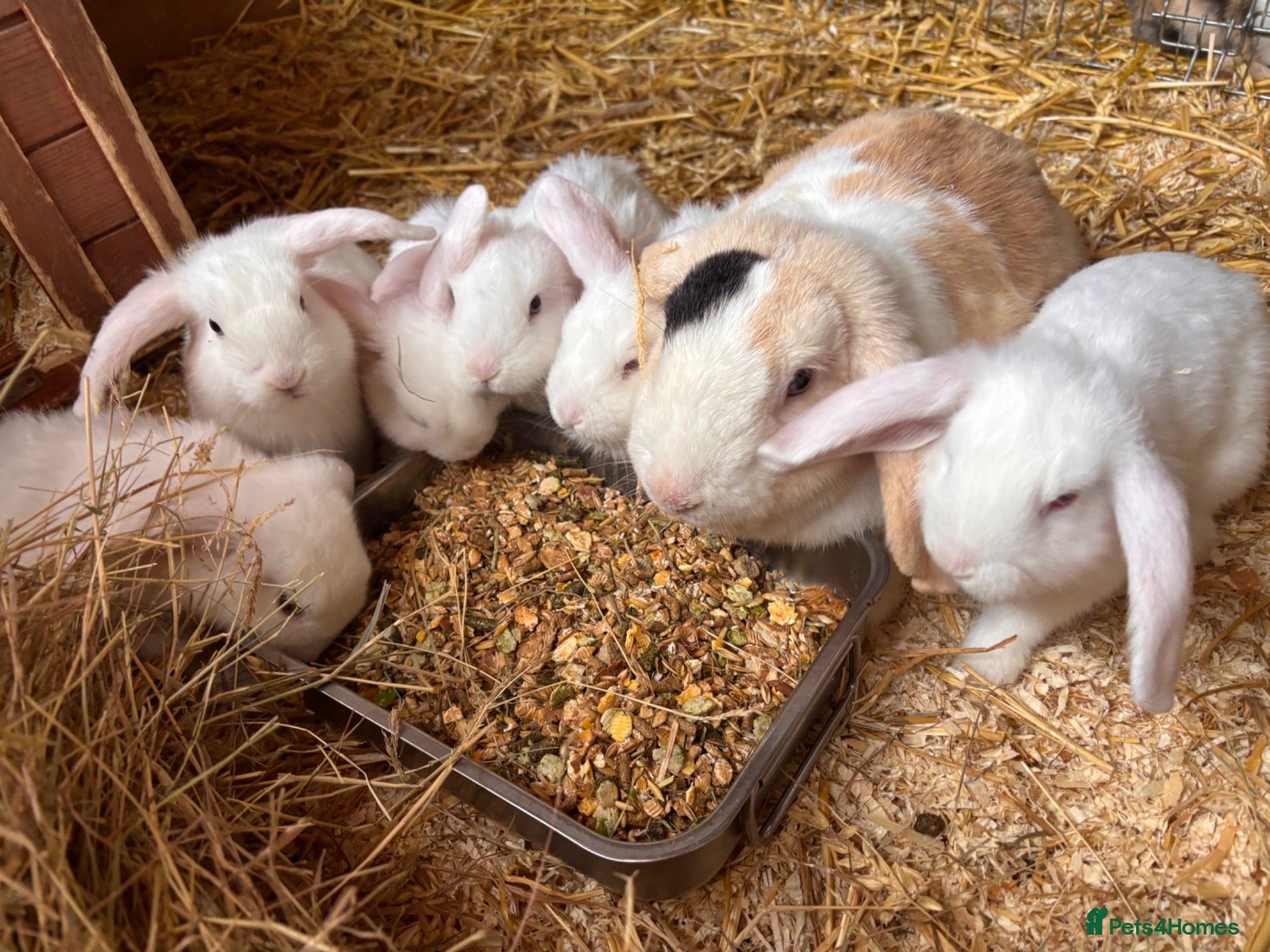 Mini Lop rabbits 6 white beauty’s for sale  - Advert 1
