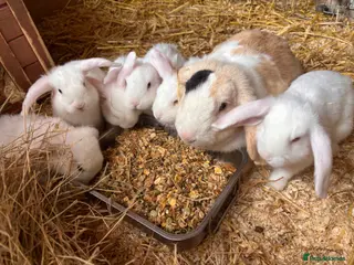 Mini Lop rabbits 6 white beauty’s for sale - Advert 1