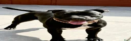 Staffordshire Bull Terrier dogs for sale: Adorable Staffordshire bull terrier - Advert 1