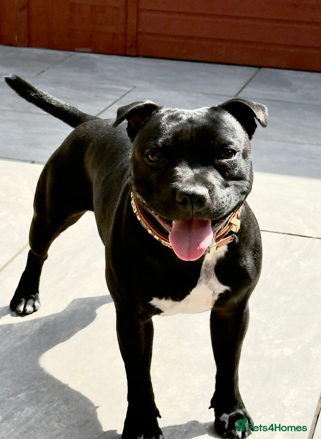 Staffordshire Bull Terrier dogs for sale: Adorable Staffordshire bull terrier - Advert 1