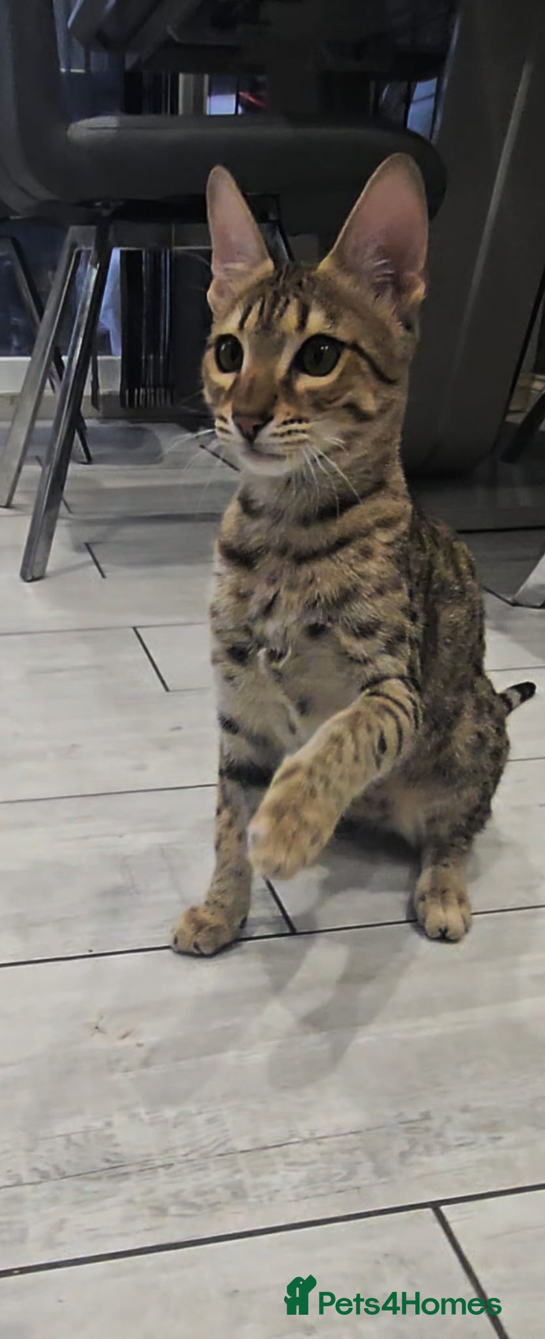 Savannah cats for sale: Britishpride F7 Savannah Kittens Male and female  - Advert 14