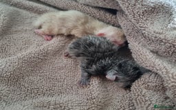 Persian cats for sale: Beautiful newborn persian kittens - Image 3