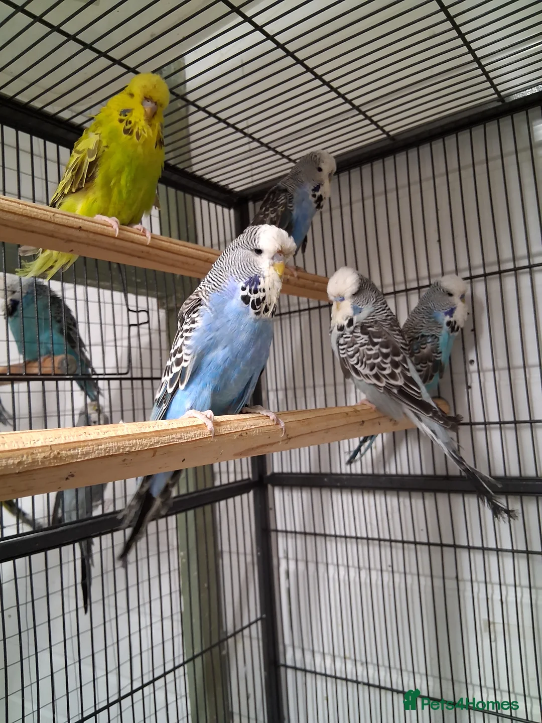 Budgerigars birds for sale: Exhibition Type Budgerigars - Advert 3