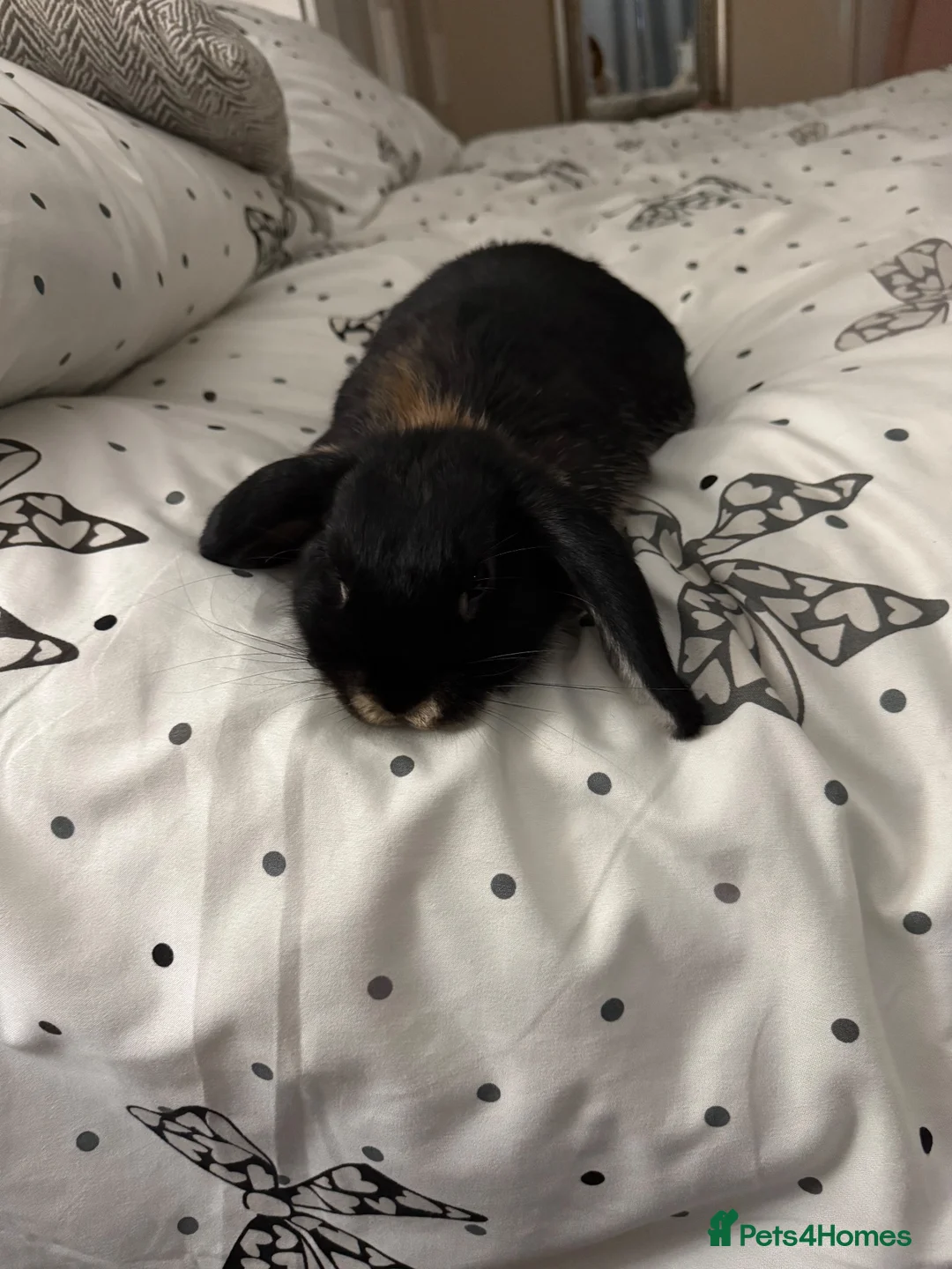 Mini Lop rabbits for sale: Two lovely Mini Lops rabbits in Hereford - Advert 2