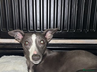 Mixed Breed dogs Whippet x Italian Greyhound Puppies - Advert 1