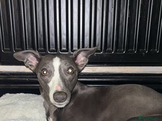 Mixed Breed dogs Whippet x Italian Greyhound Puppies - Advert 17