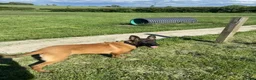 Belgian Shepherd Dog dogs for sale: Belgian Malinois pups  - Advert 25