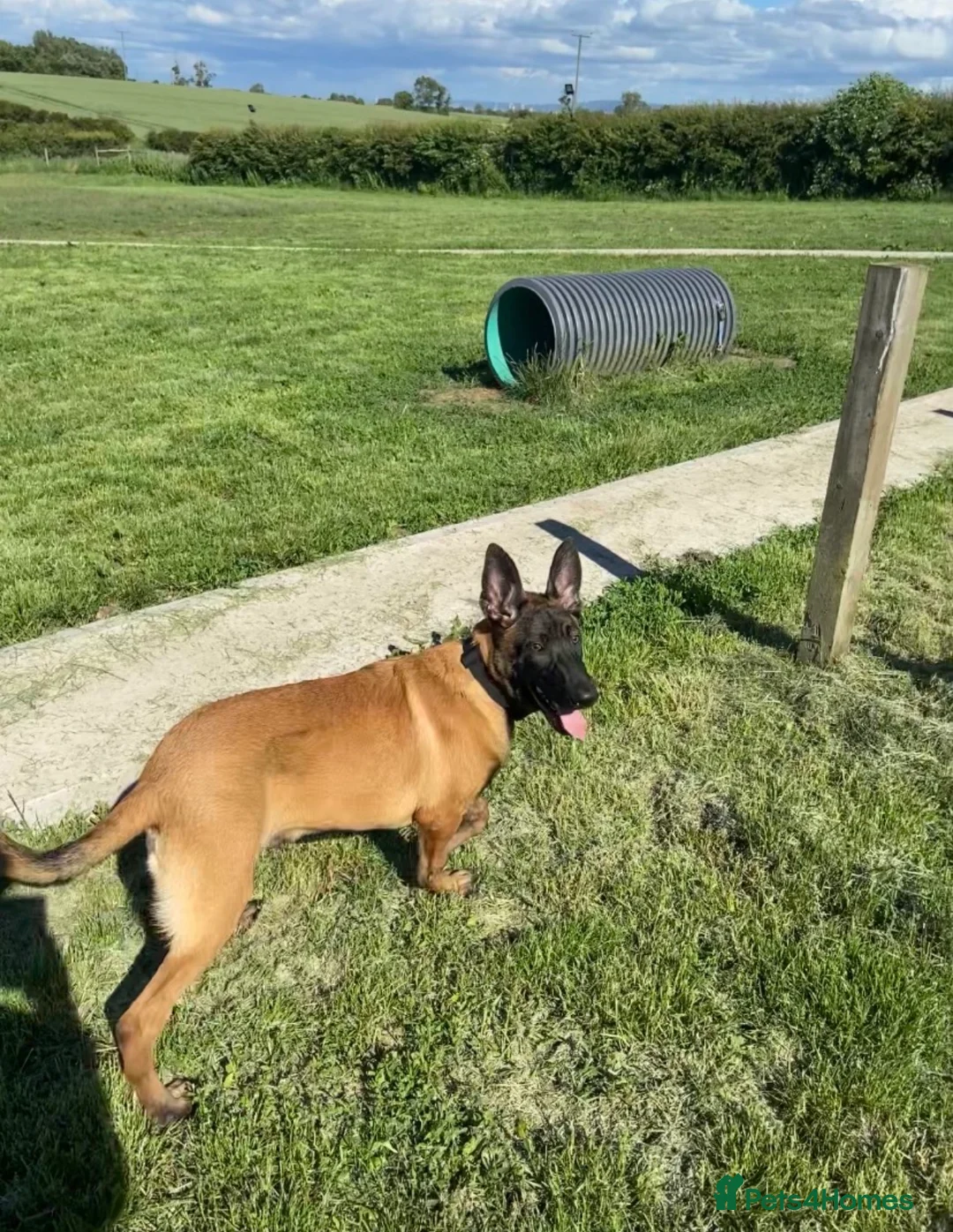 Belgian Shepherd Dog dogs for sale: Belgian Malinois pups  - Advert 25
