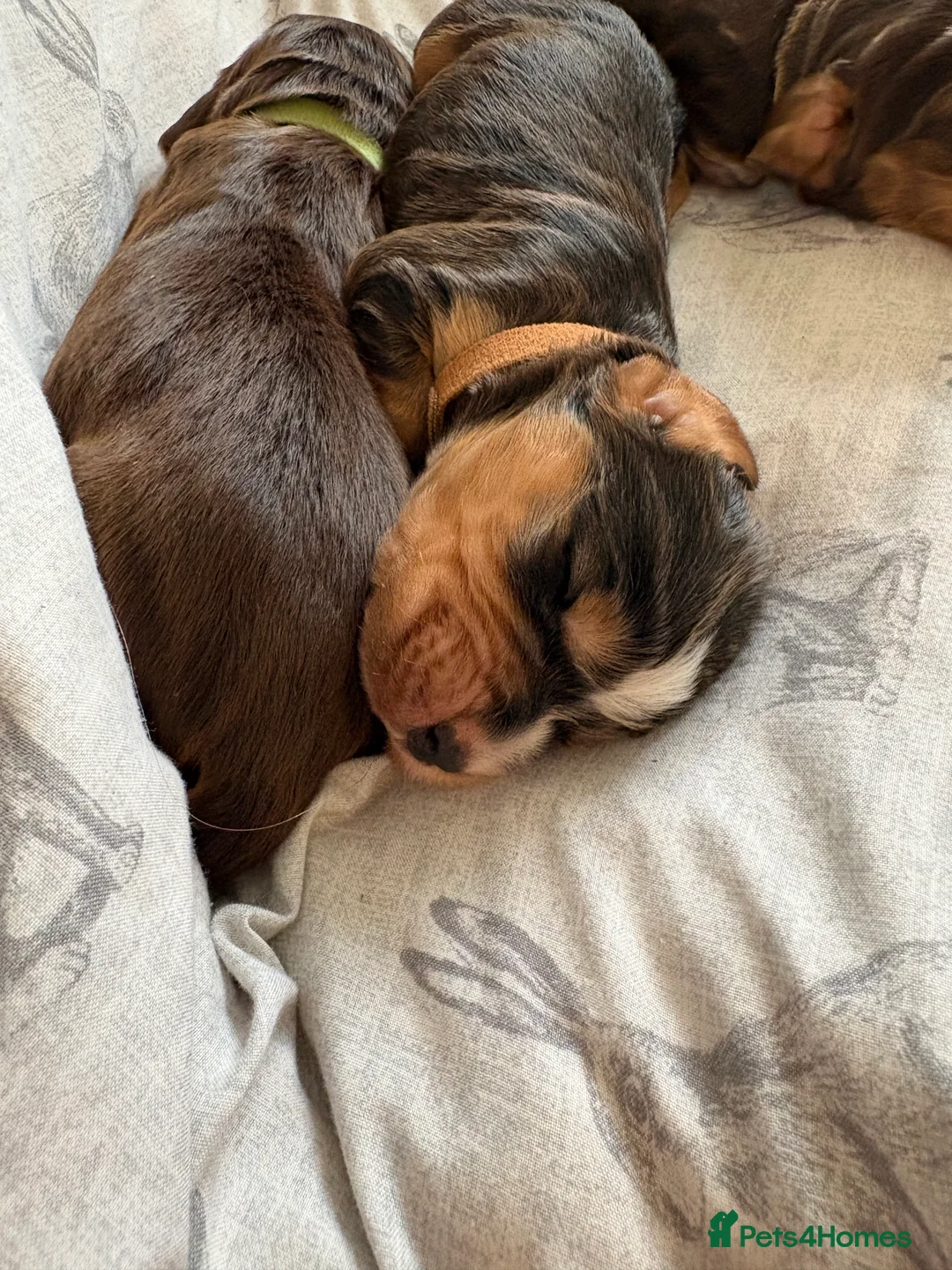 Cocker Spaniel dogs for sale: ✨Heath tested true to type KC show cockers✨ - Advert 7