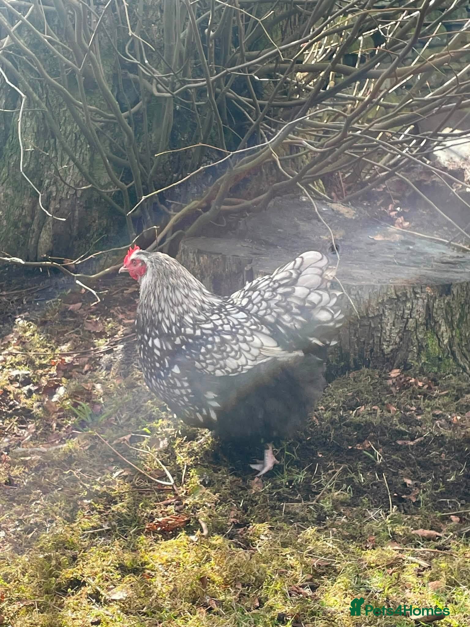 Chickens poultry Silver laced Orpington Trio  - Advert 1