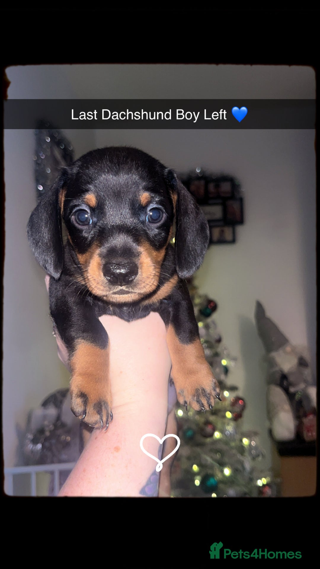 Dachshund dogs for sale: Exceptional Puppies 1 Boy boy left  - Advert 18