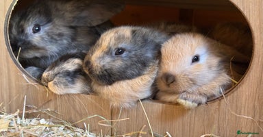 French Lop rabbits - Advert 15