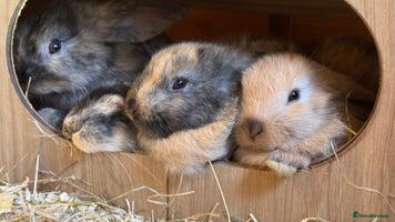 French Lop rabbits - Advert 3