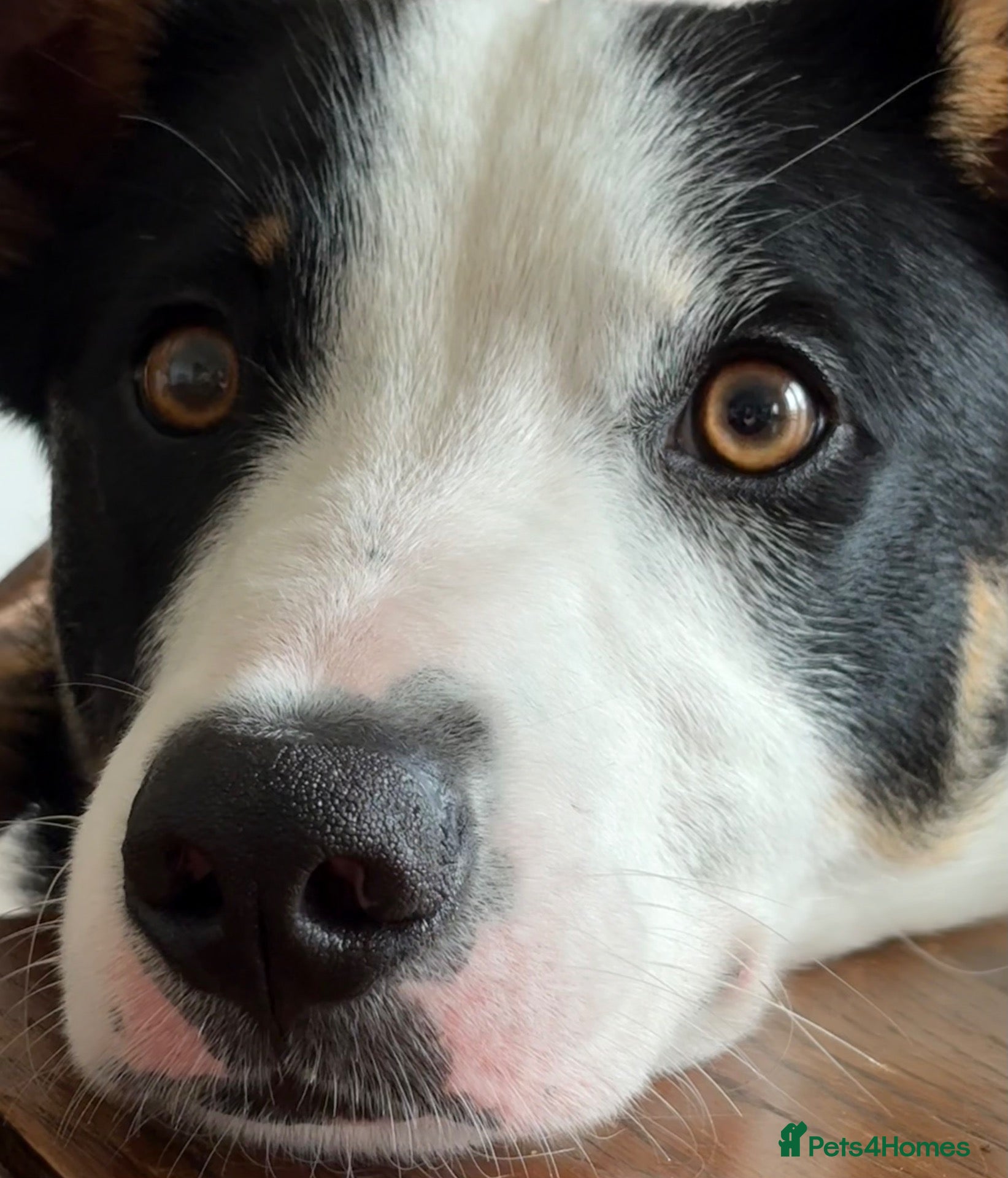 Mixed Breed dogs 1 year old Collie x Kelpie male - Advert 11