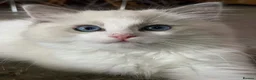 Ragdoll cats for sale: Ragdoll babies  - Advert 1