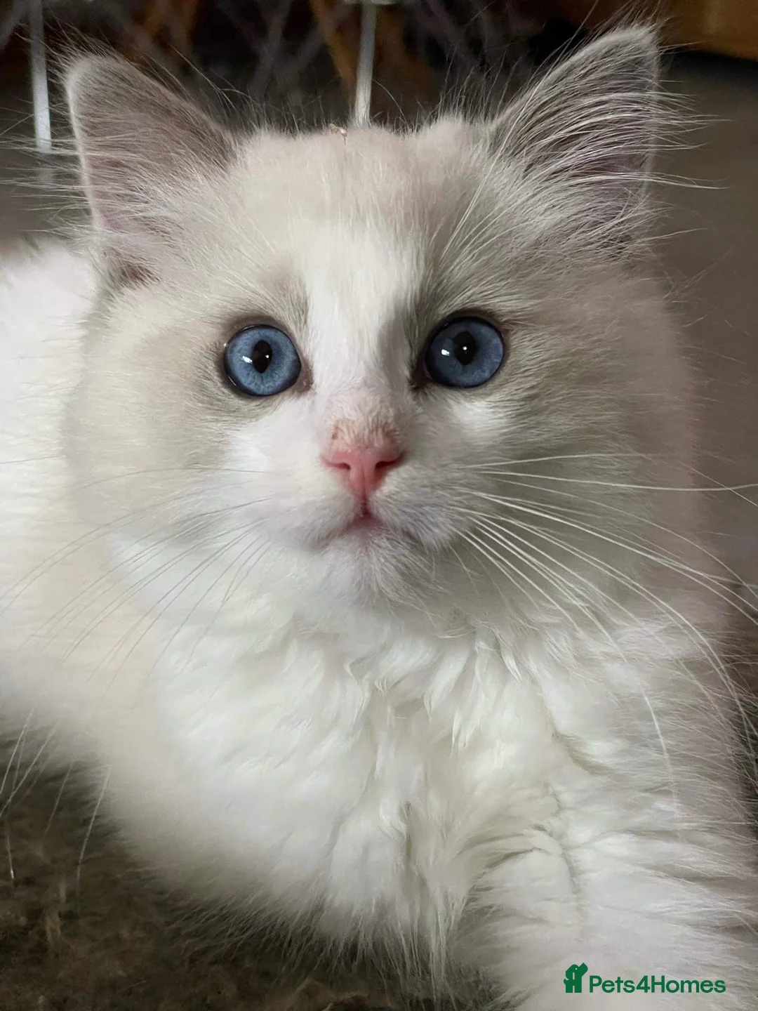 Ragdoll cats for sale: Ragdoll babies  - Advert 1
