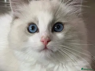 Ragdoll cats for sale: Pedigree Ragdoll babies - Advert 2
