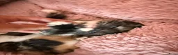 Mixed Breed cats for sale: Calico Beautiful-Mum Siamese Dad Ragdoll Bengal  - Advert 30