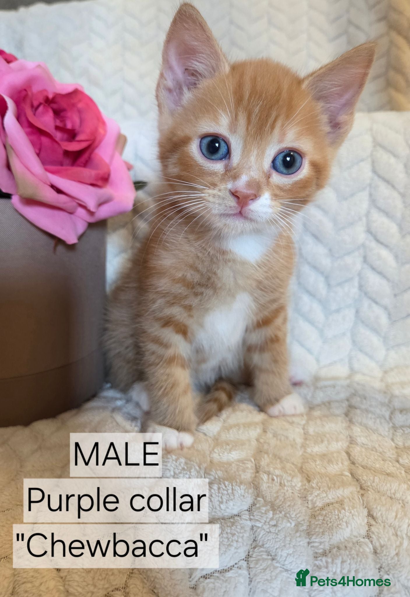 Mixed Breed cats Beautiful 1/4 maine coon kittens. - Advert 2