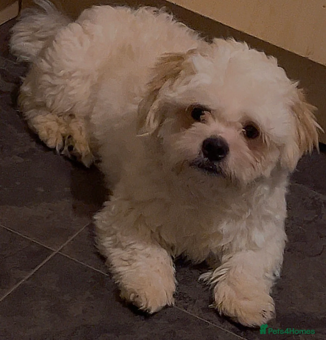 Shih Tzu dogs for sale: Lovelly Shih czu  in Stoke-on-Trent - Advert 1