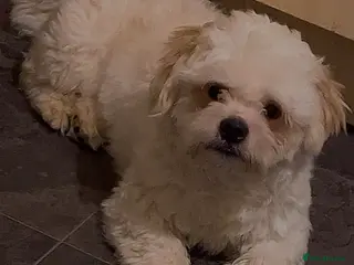 Shih Tzu dogs Lovelly Shih czu - Advert 3