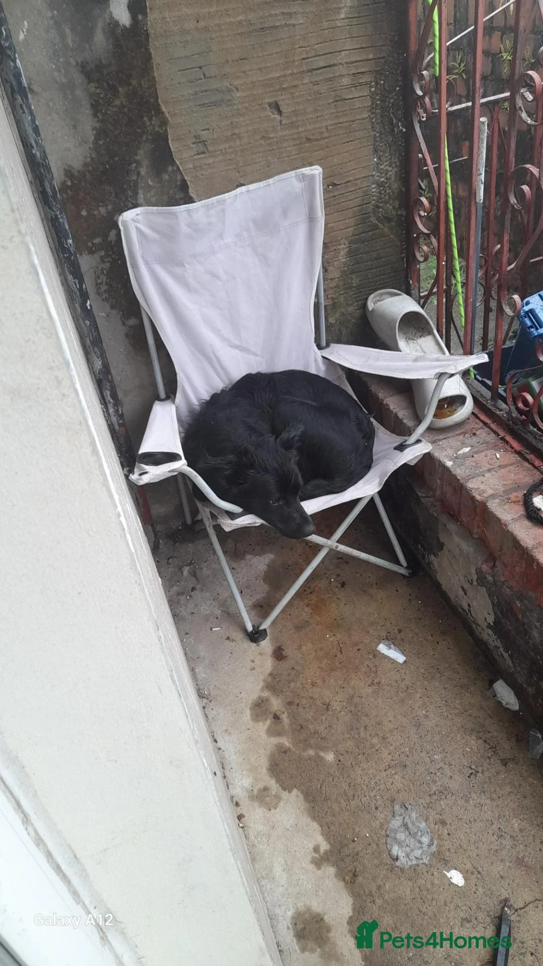 Border Collie dogs for stud: Stud dog bc  - Advert 6