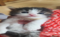 Mixed Breed cats for sale: Ragdoll mixed kittens - Image 17