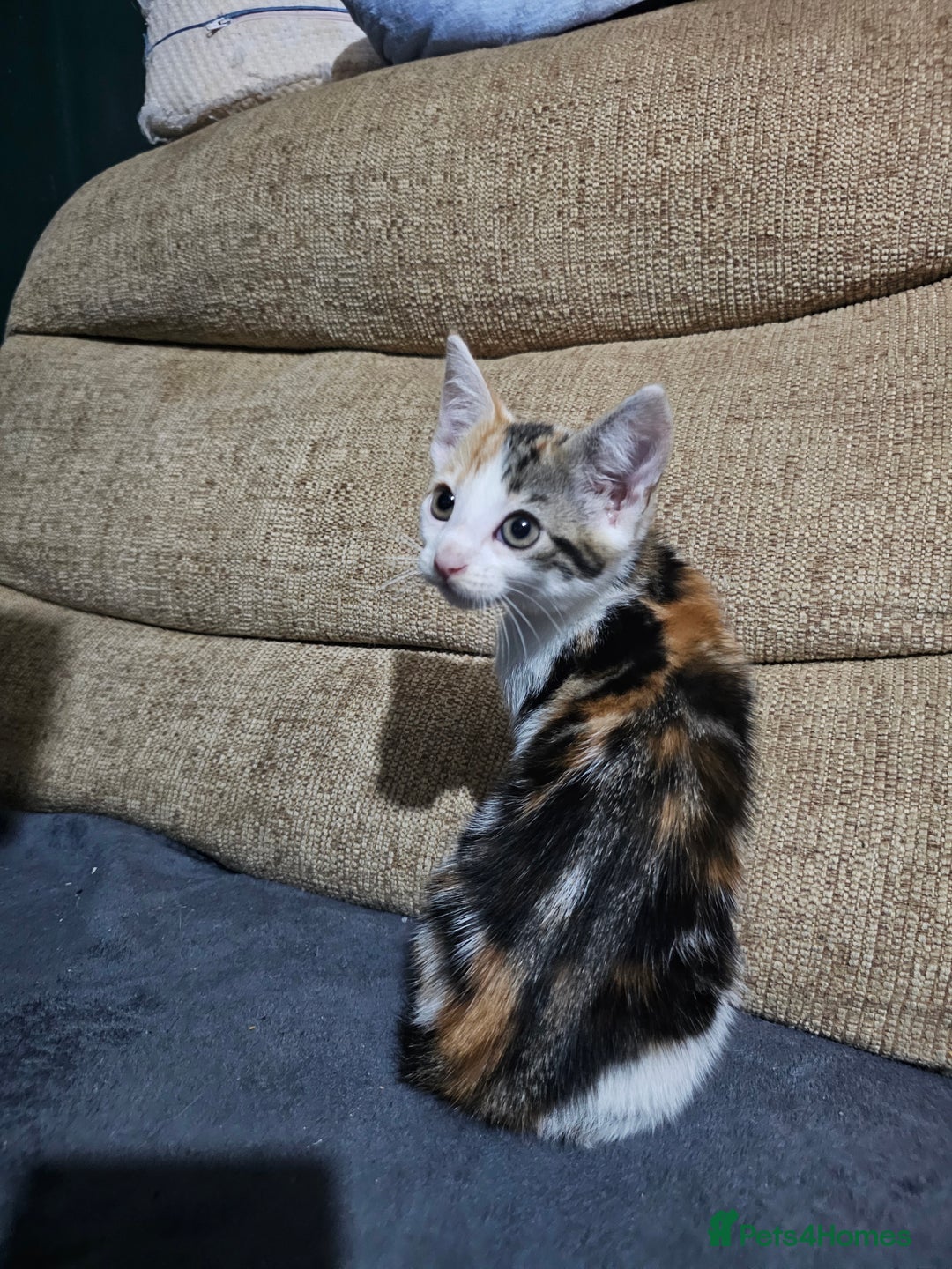 Mixed Breed cats for sale: Beautiful kittens available for sale - Advert 9