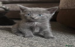 Mixed Breed cats for sale: 3 Beautiful boys  - Image 2