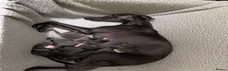 Whippet dogs for sale: KC Reg blue whippet puppies in Ledbury - Advert 20