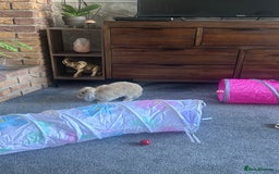 Mini Lop rabbits for sale: Baby mini lop  - Image 5