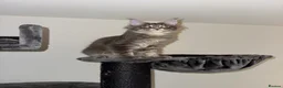 Maine Coon cats for sale: maine coon kitten in Manchester - Advert 5