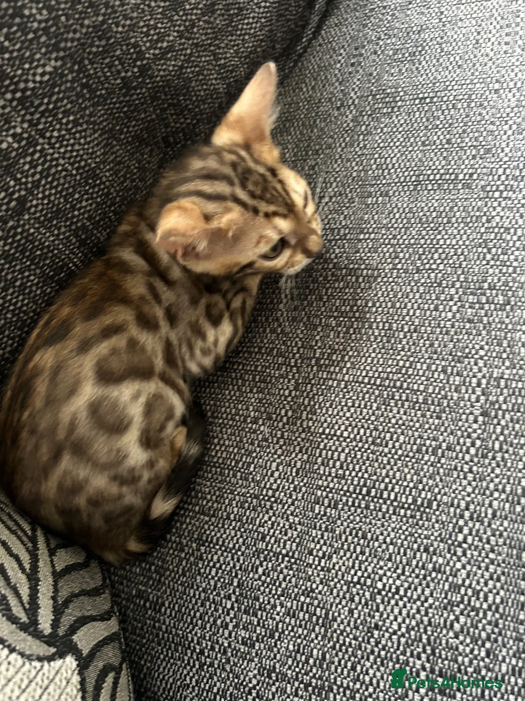 Bengal cats for sale: Bengal kitten - Advert 1