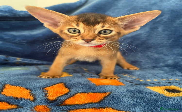 Abyssinian cats - Advert 2