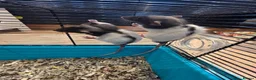 Rat rodents for sale: Male rats - Advert 7