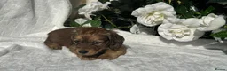 Miniature Dachshund dogs for sale: STUNNING KC LONG HAIRED MINIATURE DACHSHUND PUPS💕 - Advert 29
