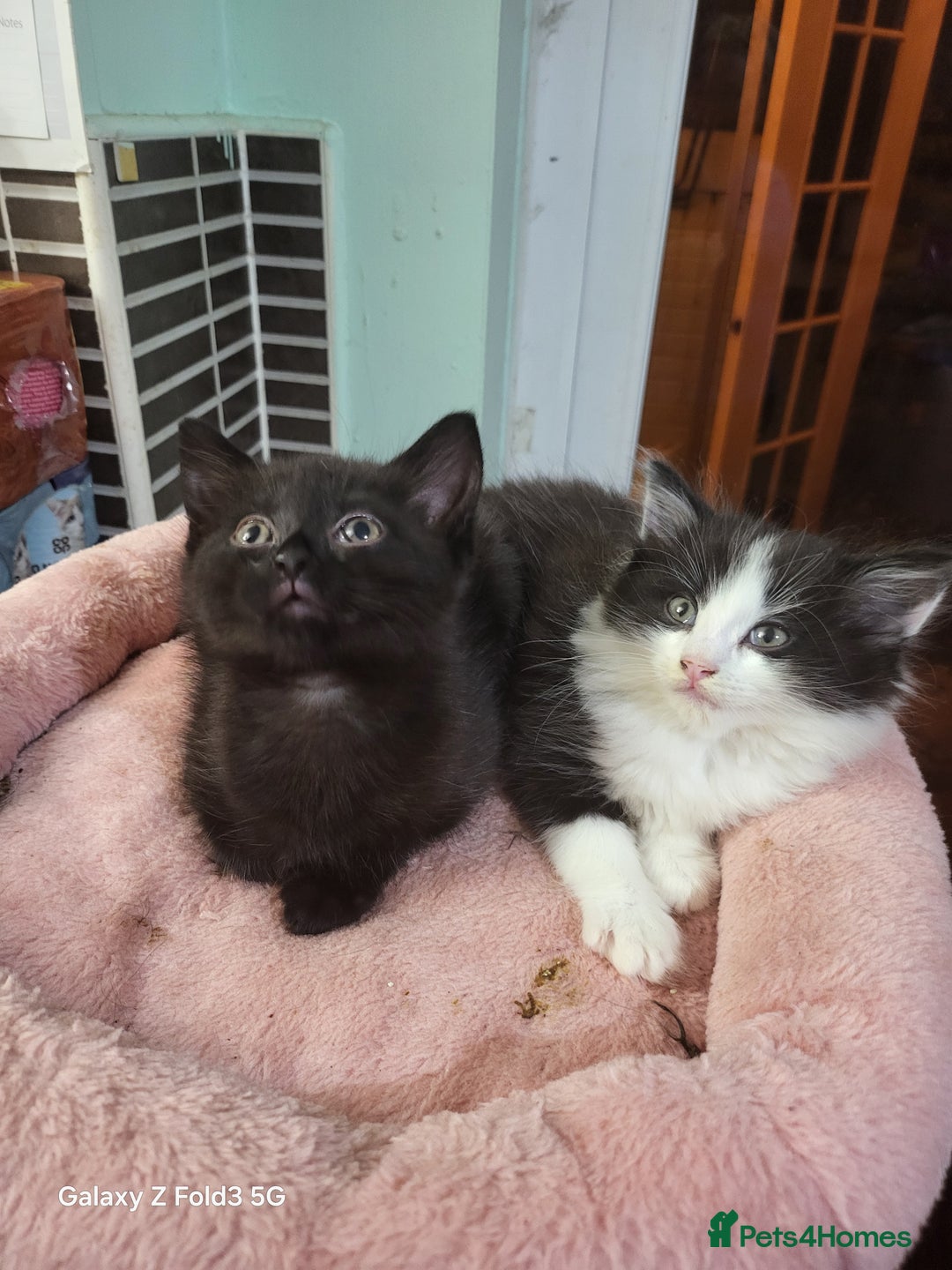 Mixed Breed cats for sale: Kittens  - Advert 4