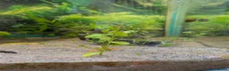 Platies fish for sale: Complete 165L Planted Aquarium Setup + Stock in Herne Bay - Advert 15