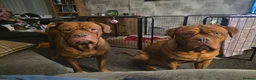 Dogue De Bordeaux dogs for sale: Gorgeous douge de bourdeaux puppies - Advert 7
